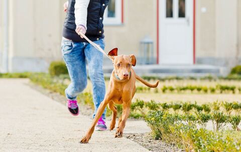 Ein Hund zieht an der Leine seiner Halterin