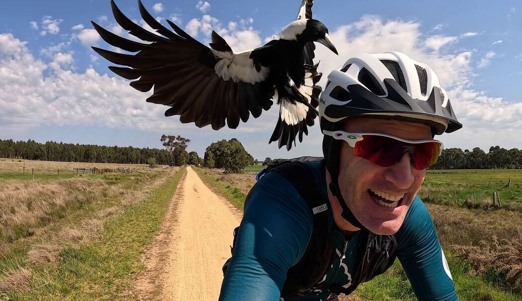 Australischer Magpie greift Radfahrer an