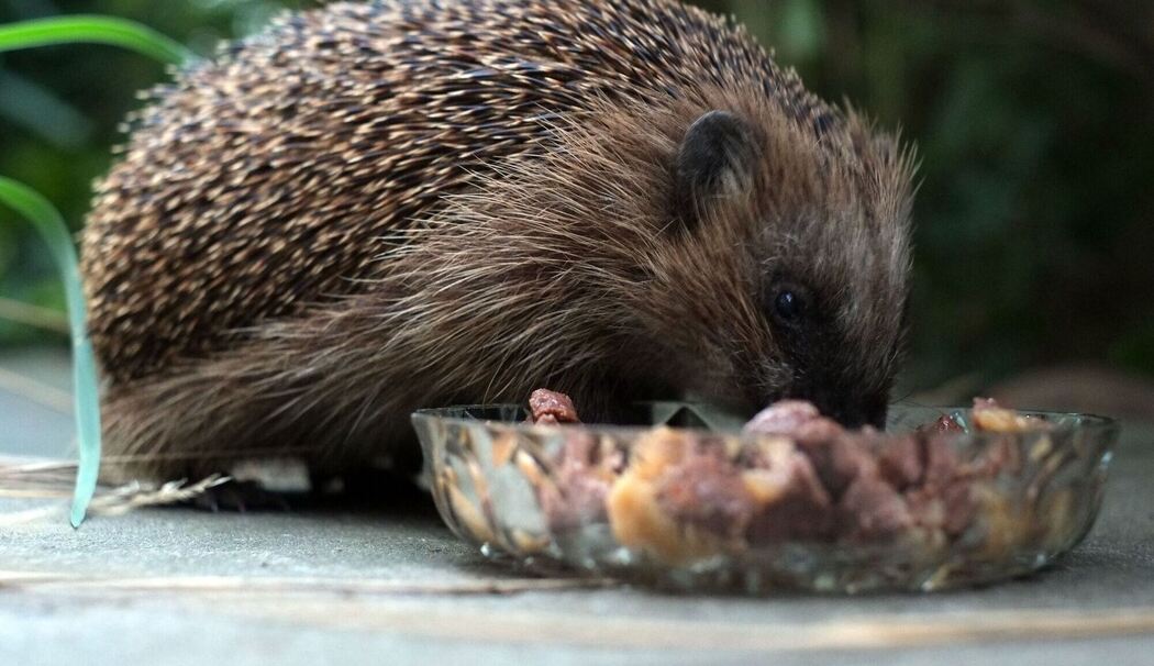 Igel frisst aus einer Schale im Garten