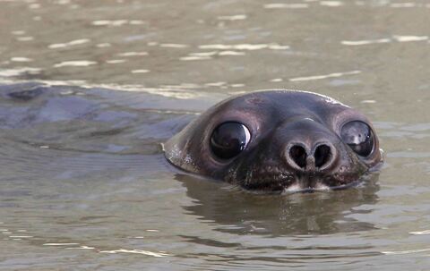 Mützenrobbe &quot;Wicki&quot;