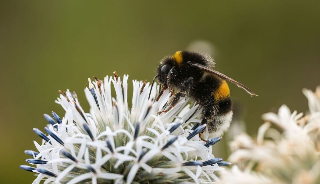Wildbienen bedroht.