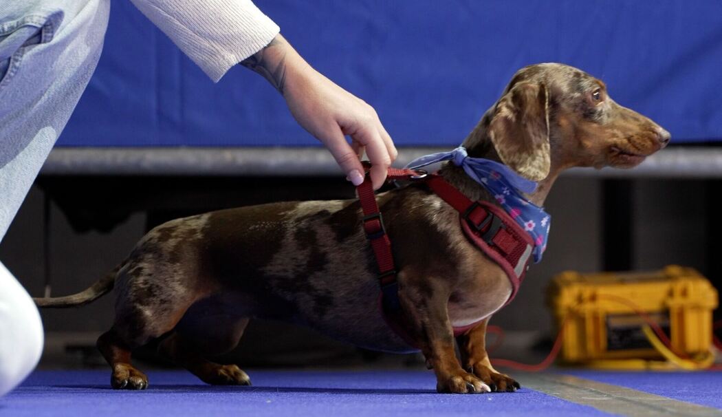 3. Münchner Dackelrennen