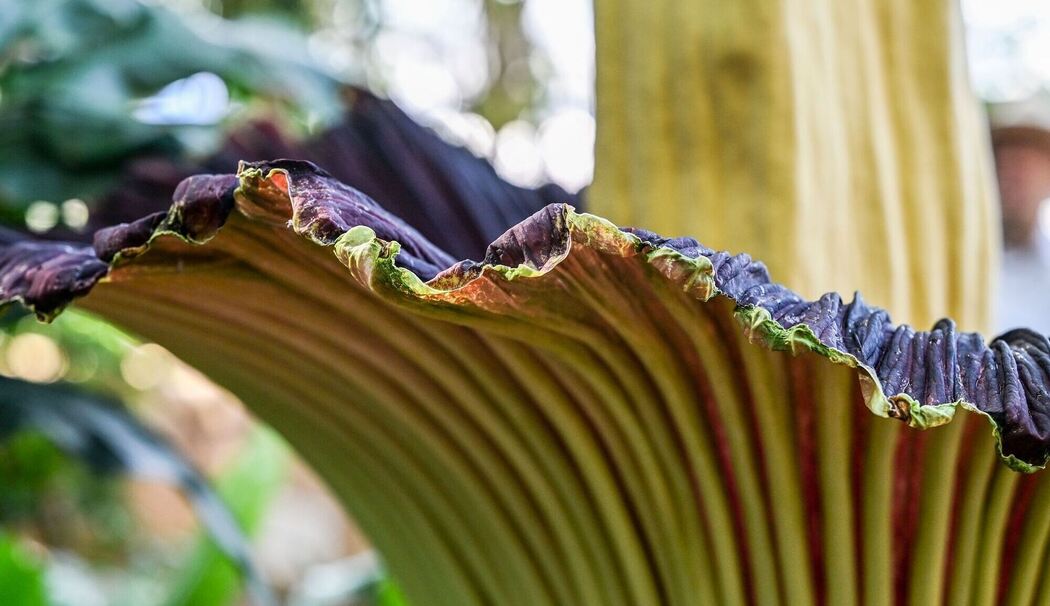 Riesige Titanenwurz blüht im Botanischen Garten