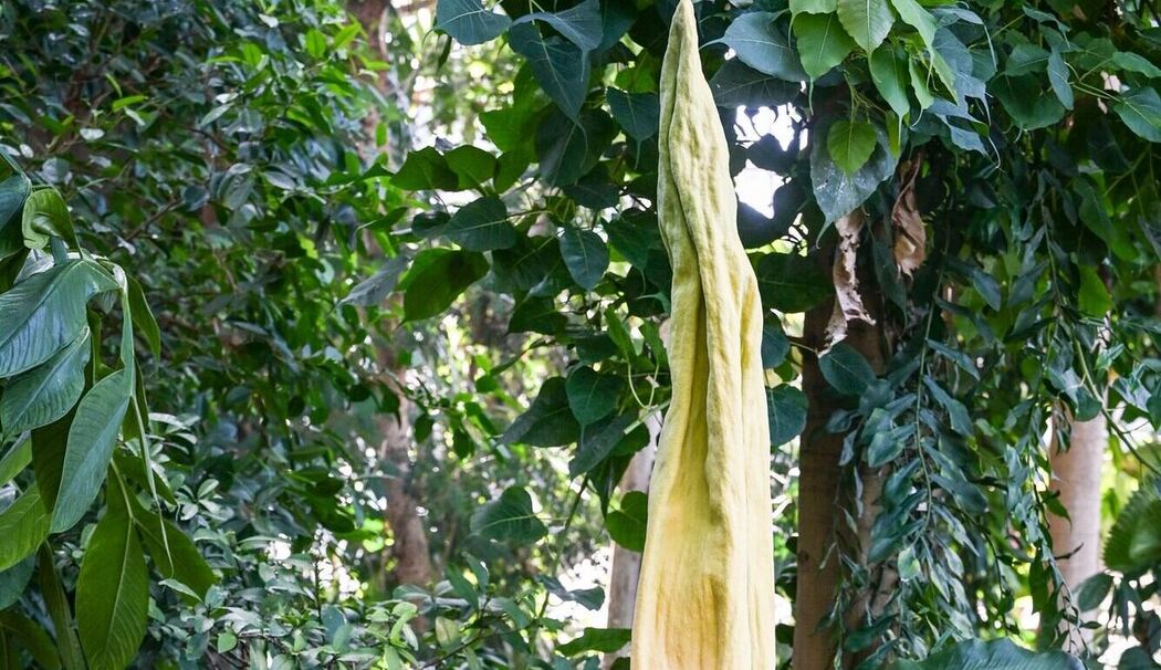 Riesige Titanenwurz blüht im Botanischen Garten in Berlin