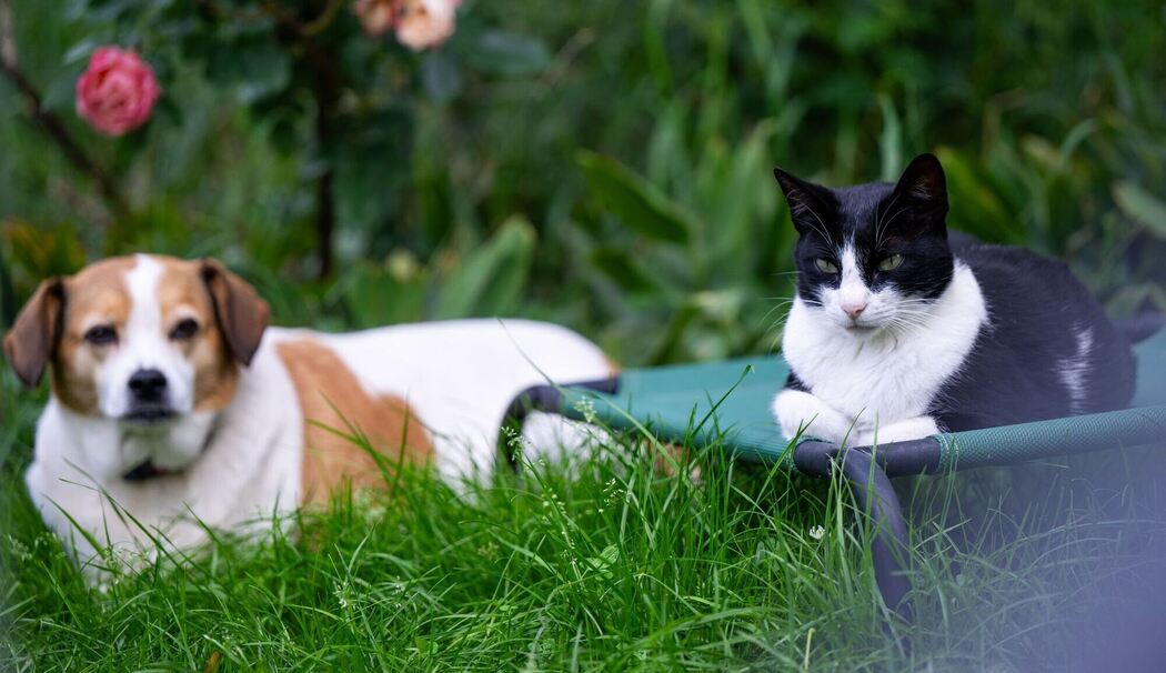 Hund und Katze in einem Garten