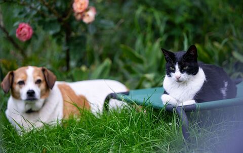 Hund und Katze in einem Garten