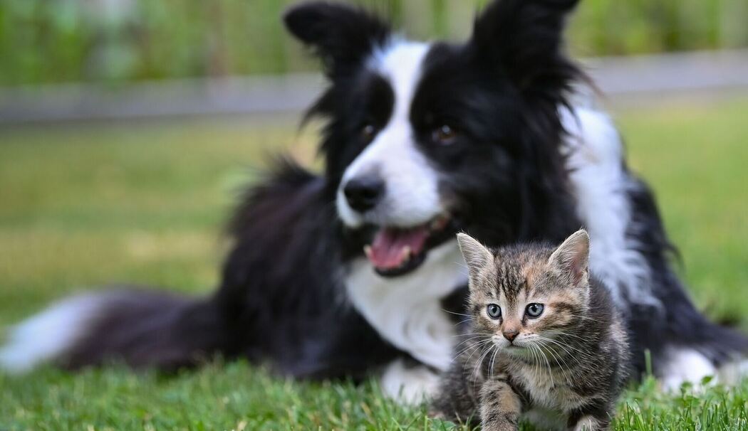 Hund und Katze