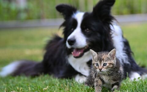 Hund und Katze