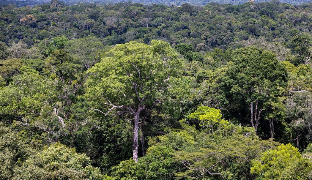 Der Regenwald in Brasilien Der Regenwald in Brasilien