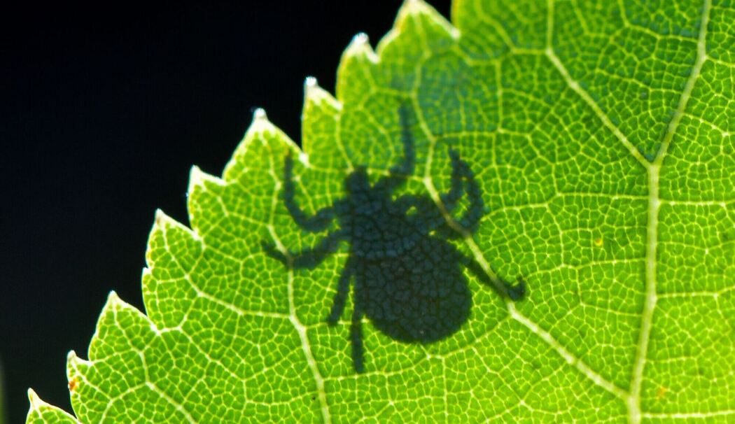 Schatten einer Zecke ist im Gegenlicht auf einem Blatt zu sehen