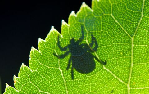 Schatten einer Zecke ist im Gegenlicht auf einem Blatt zu sehen