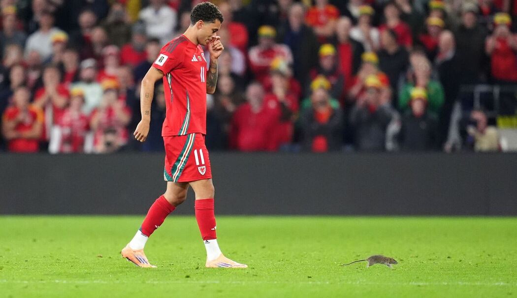 Wales - Belgien