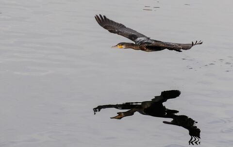 Kormorane am Bodensee