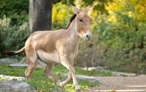 Onager - Tiergarten Schönbrunn