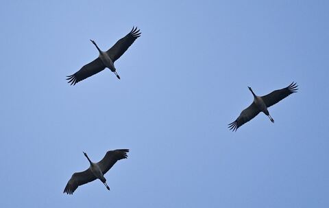 Kraniche am Morgenhimmel