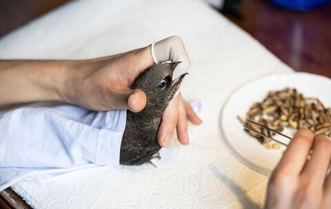 Mauerseglerklinik Frankfurt am Main