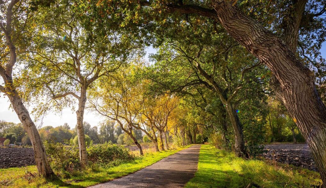 Allee des Jahres 2025