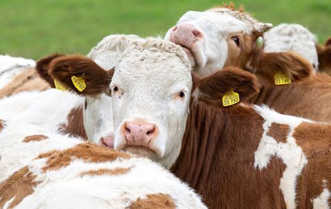 Symbolfoto Kühe in Bayern