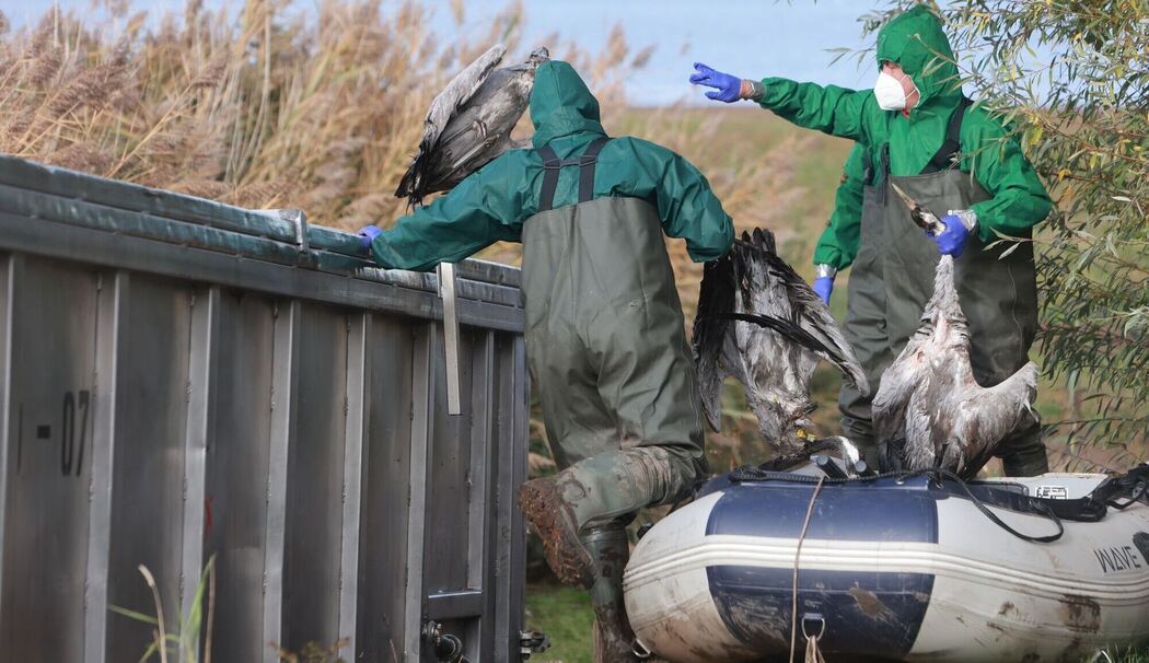 Vogelgrippe bei Kranichen