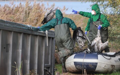 Vogelgrippe bei Kranichen