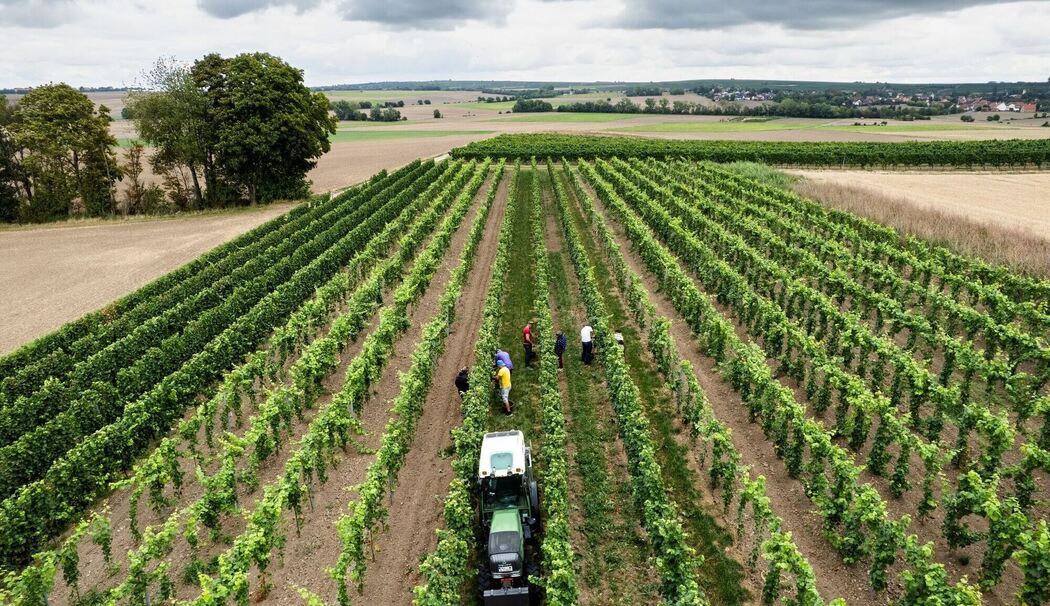 Beginn der Weinlese in Deutschland