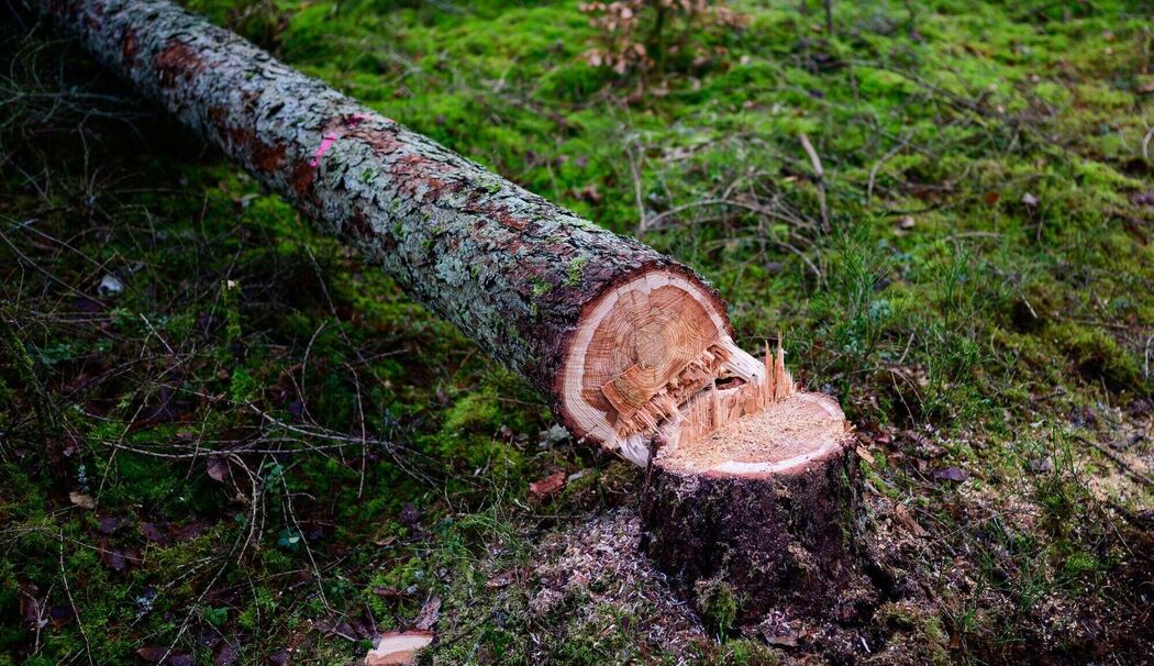 Entwaldungsverordnung