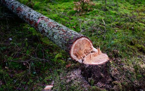 Entwaldungsverordnung