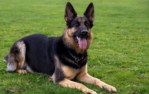 Deutscher Schäferhund