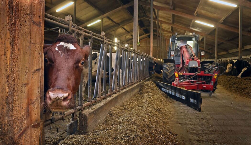 Landwirtschaft - Kuhstall