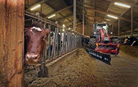 Landwirtschaft - Kuhstall