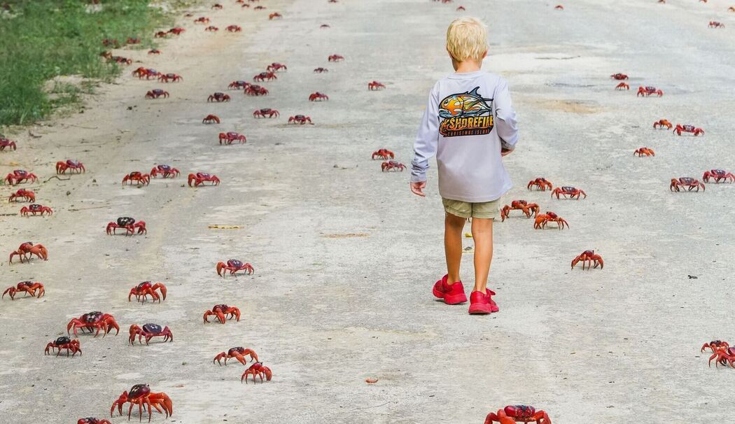 Rote Krabben in Australien