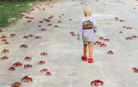 Rote Krabben in Australien
