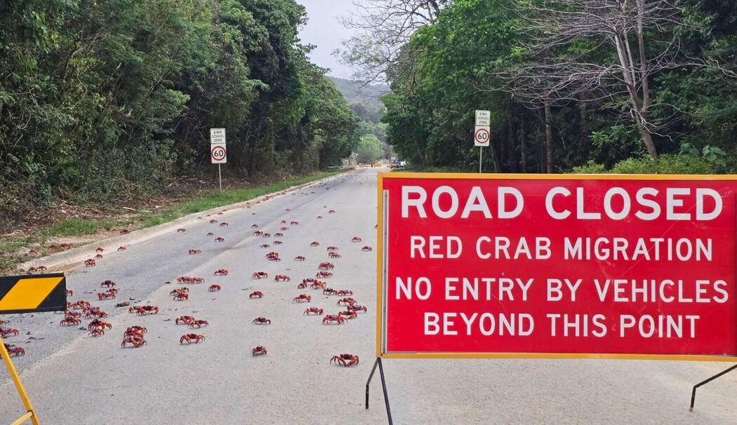 Rote Krabben in Australien