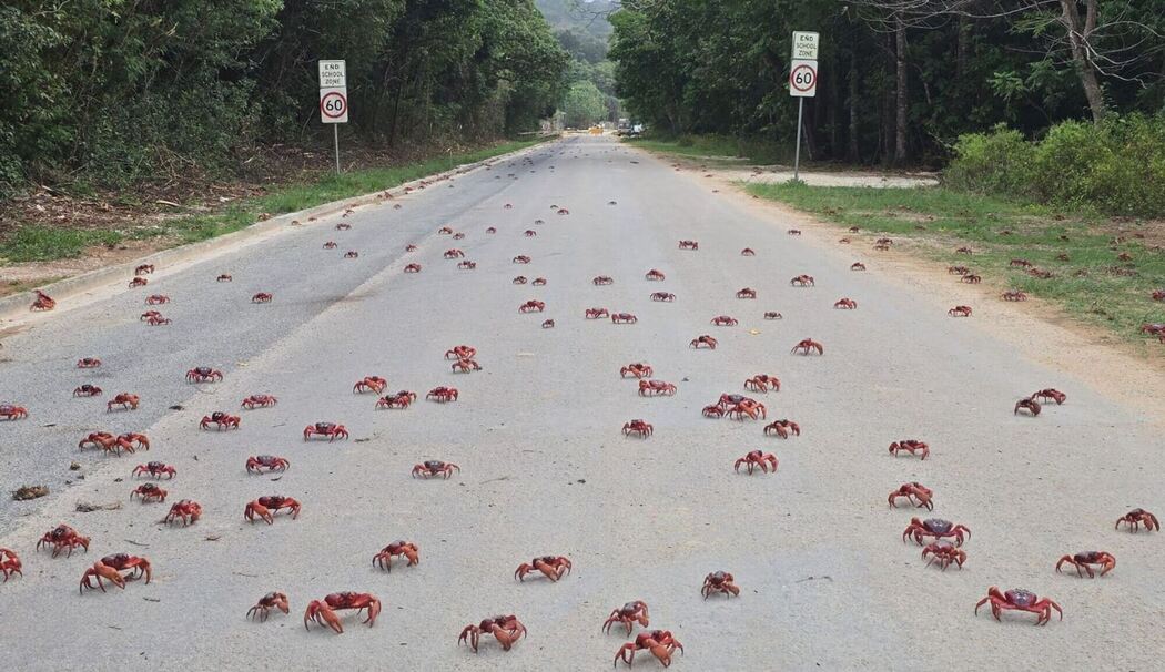 Rote Krabben in Australien