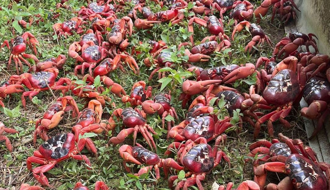 Rote Krabben in Australien