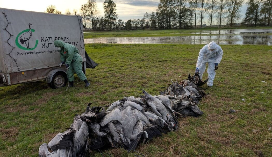 Vogelgrippe
