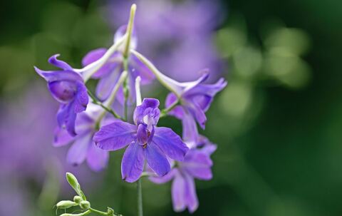 Feldrittersporn ist &quot;Blume des Jahres 2026&quot;
