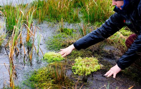Torfmoosansiedlung im Königsmoor