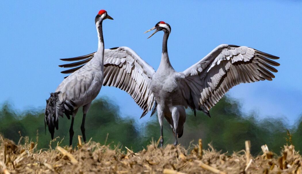 Zwei Kraniche (Grus grus) stehen auf einem abgeernteten Maisfeld