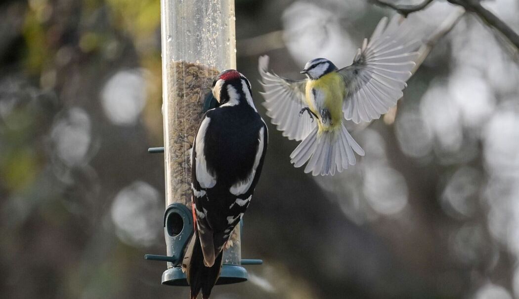 Blaumeise fliegt Futterspender an, an dem ein Buntspecht sitzt