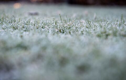 Raureif auf einem Rasen
