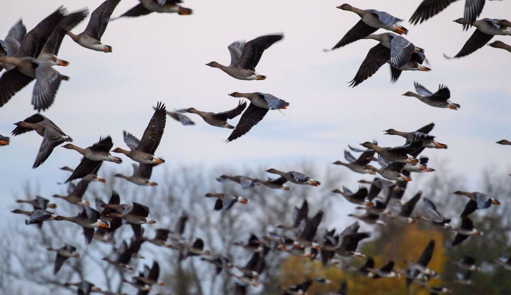 Vogelgrippe Vogelgrippe