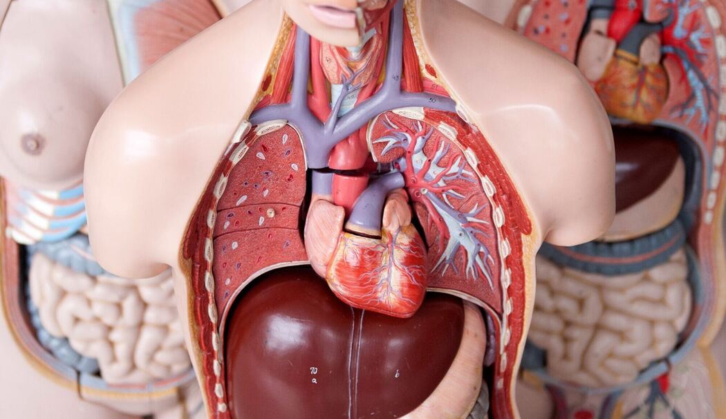 Das Anatomische Modell eines Menschen mit dem Herz in der Mitte Das Anatomische Modell eines Menschen mit dem Herz in der Mitte