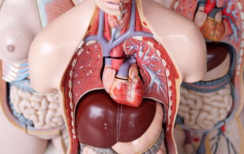 Das Anatomische Modell eines Menschen mit dem Herz in der Mitte