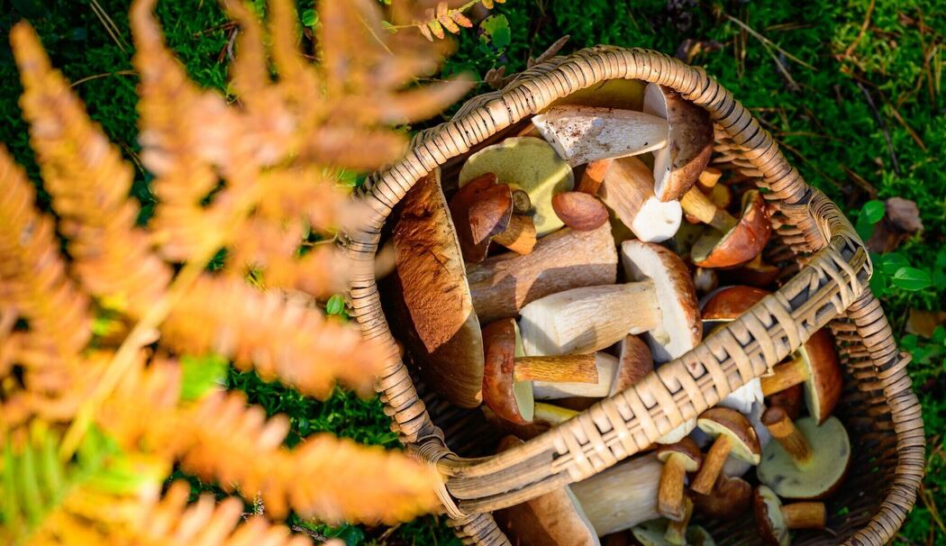 Herbstzeit ist Pilzzeit Herbstzeit ist Pilzzeit