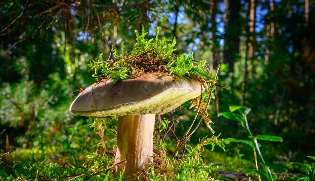 Herbstzeit ist Pilzzeit Herbstzeit ist Pilzzeit