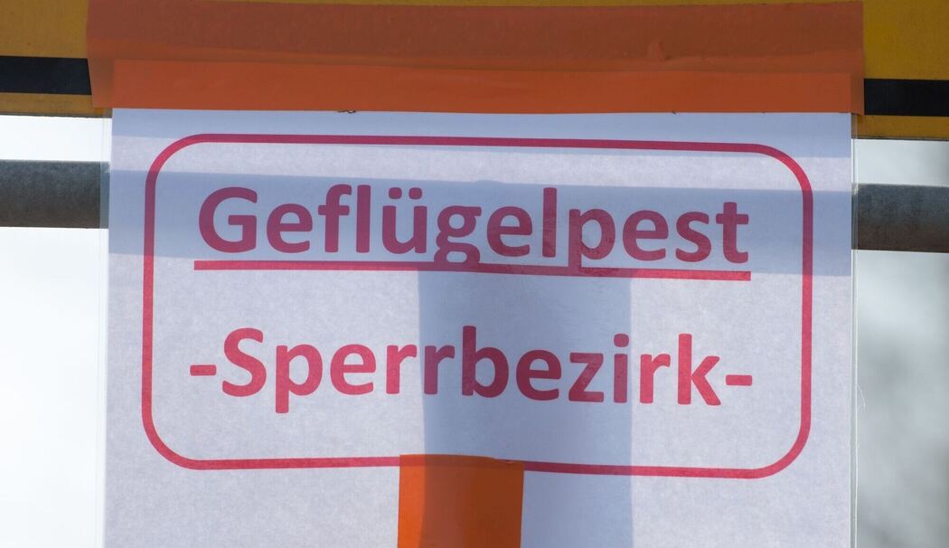 Geflügelpest Geflügelpest