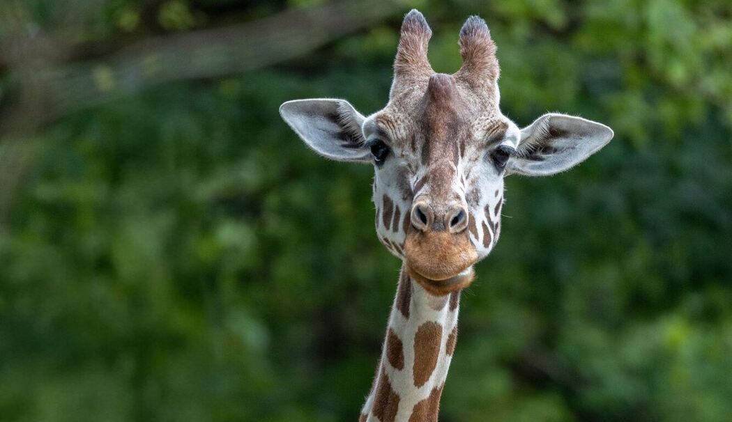 Giraffenweibchen Bahati gestorben Giraffenweibchen Bahati gestorben