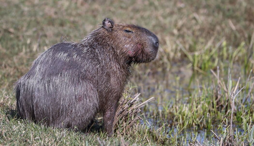Capybara Capybara