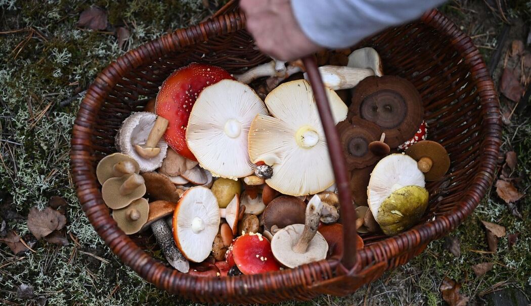 Mit einem Pilz-Influencer in den Pilzen Mit einem Pilz-Influencer in den Pilzen